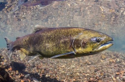 Puget Sound Salmon Recovery Progess and Challenges - State of Salmon