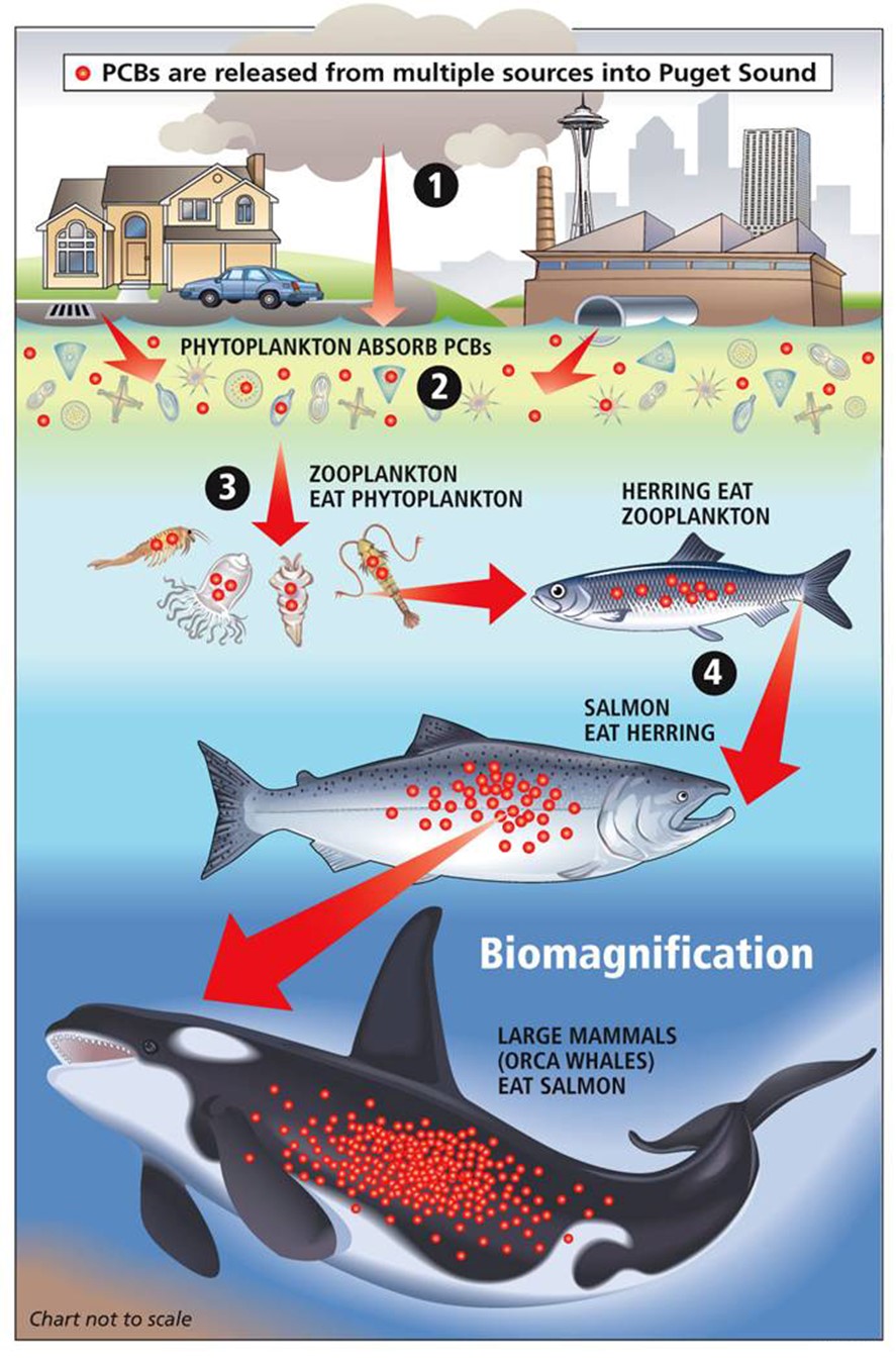 Graphic about pollution and interaction with fish