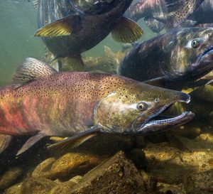 King Salmon Lifecycle - Got Fishing