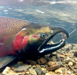 A picture containing a fish with red markings and a hooked snout