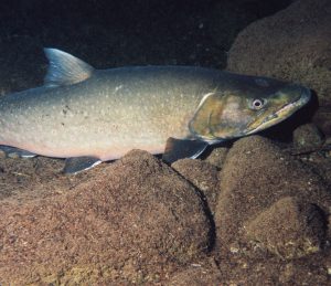 Picture containing a silver fish and rocks