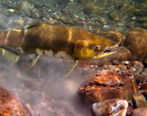 A picture containing a fish and rocks.