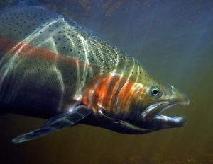 Picture containing a fish with orange markings