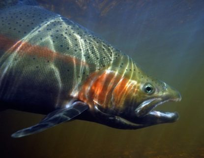 Salmon Recovery 101 - State of Salmon