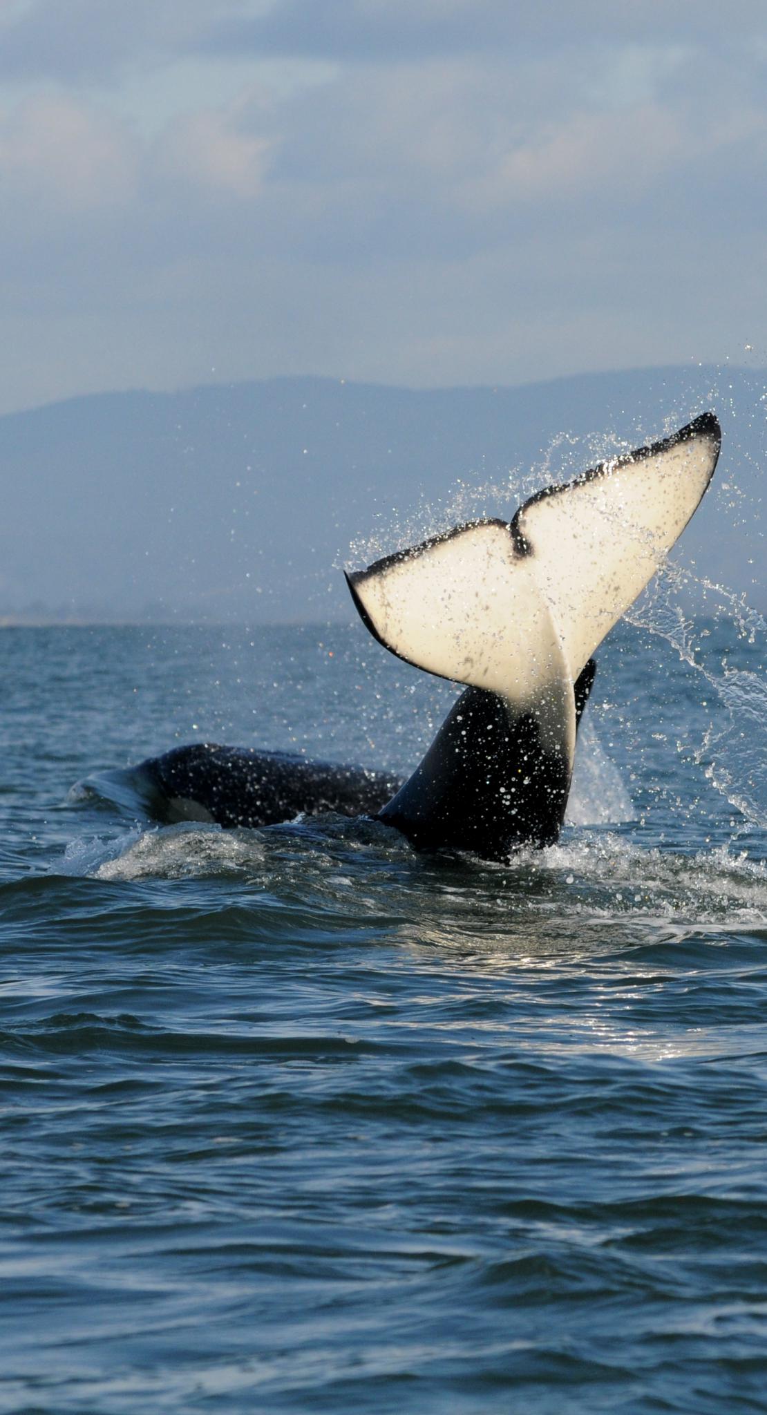 Food Web - State of Salmon